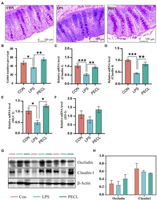 Pectin supplement alleviates gut injury potentially through improving gut microbiota community in piglets